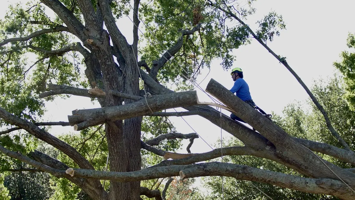 Professional Crown Thinning performed by certified arborists in Morris