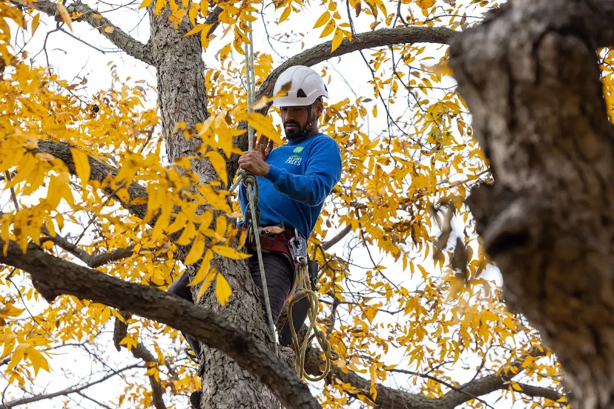 Skilled Emergency Tree Service crew working in Morris